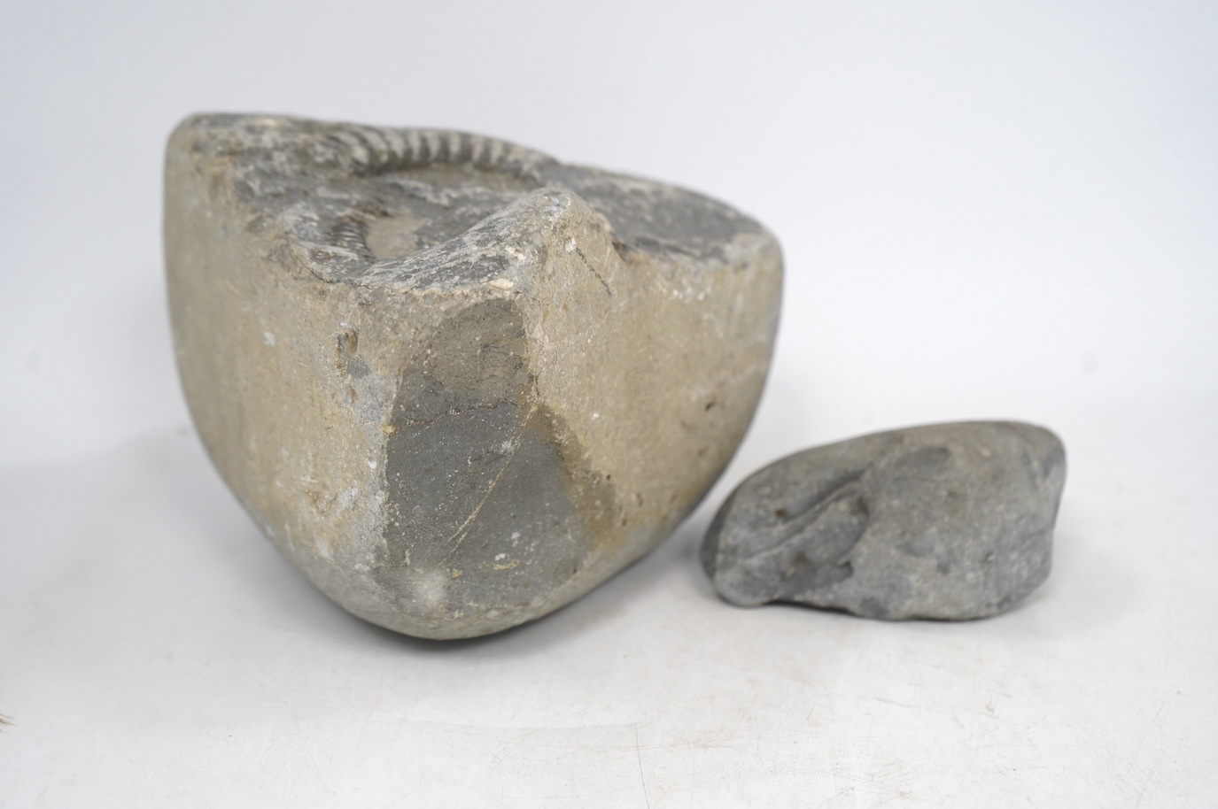 Two ammonites in a marine sedimentary rock matrix, tallest 19cm. Condition - fair